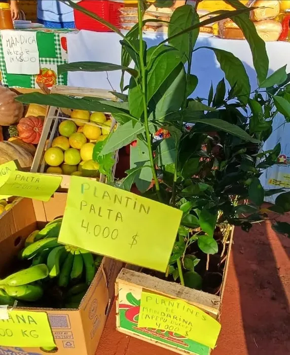 Verduras de estación frescas